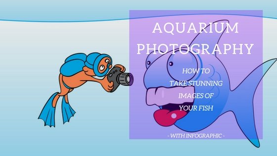 Colorful tropical fish in a beautifully lit aquarium