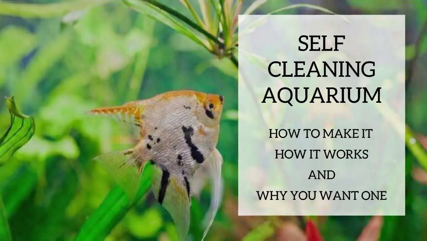 Angel fish swimming in a planted self-sustaining aquarium