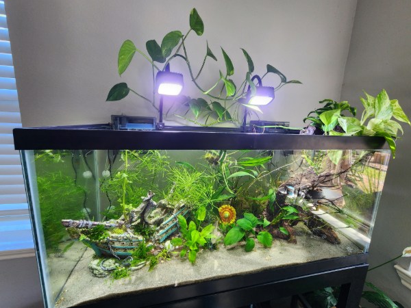 Aquarium with pothos and other plants growing above the water with roots submerged
