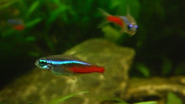 Bright blue and red Neon Tetras swimming together