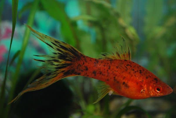 Colorful swordtail fish with distinctive tail fin