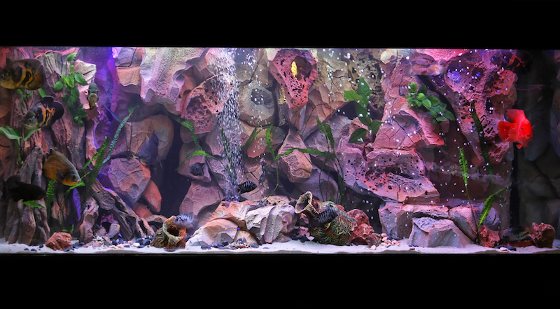 Freshwater cichlid aquarium with rocky decorations and sand substrate