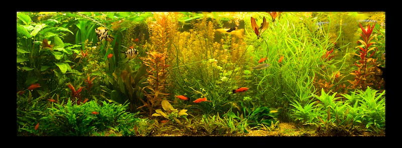 Lush planted freshwater aquarium with various aquatic plant species and small fish