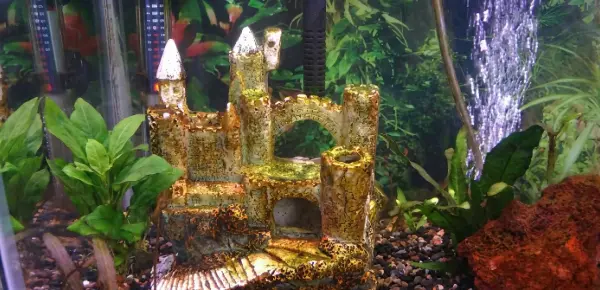 Brown algae (diatoms) coating aquarium decorations, substrate, and plant leaves