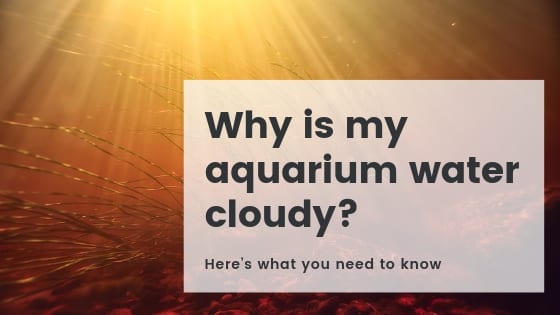Fish tank with cloudy white water showing bacterial bloom