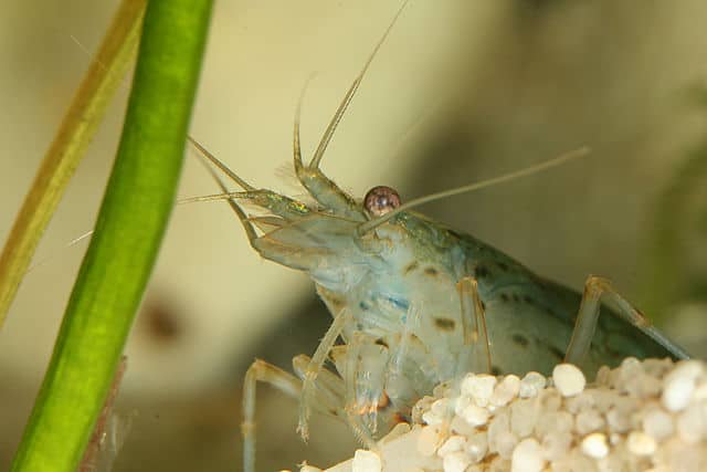 Close-up of an Amano Shrimp showing translucent body with spotted pattern