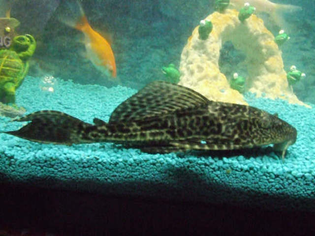 Plecostomus catfish attached to aquarium glass with sucker mouth