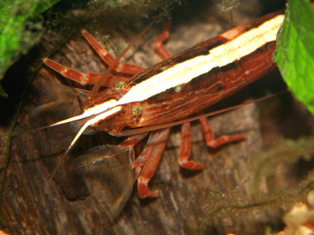 Wood Shrimp with fan-like feeding claws extended, filter-feeding in an aquarium