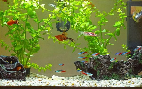 Aquarium with driftwood and live plants creating a natural environment