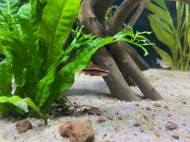 Fish swimming under an aquarium plant above a sand substrate bed