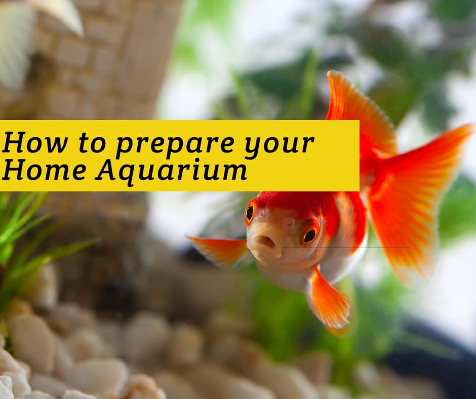 Prepared aquarium ready for fish with plants and decorations