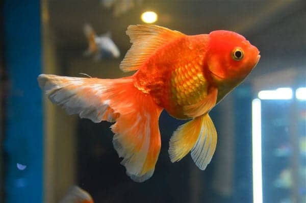 Goldfish swimming in a freshwater aquarium