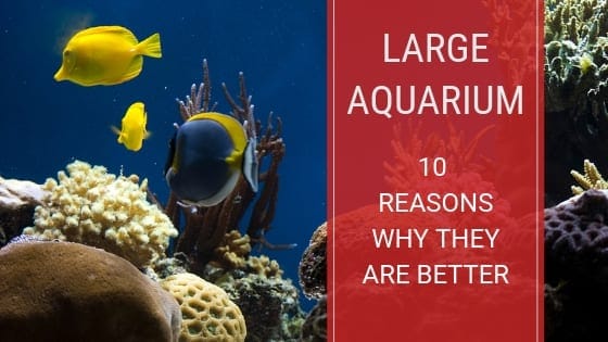 Large freshwater aquarium in a modern living room setting