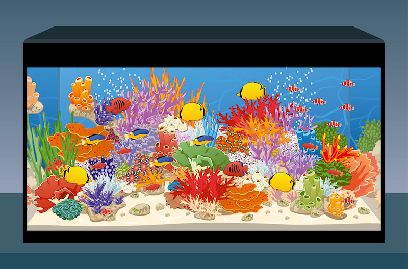 Identifying common saltwater aquarium problems