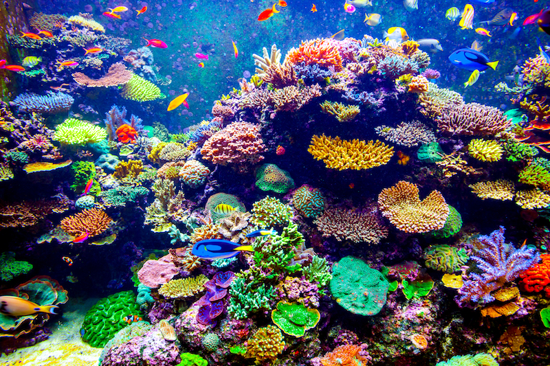Coral considerations for saltwater aquariums