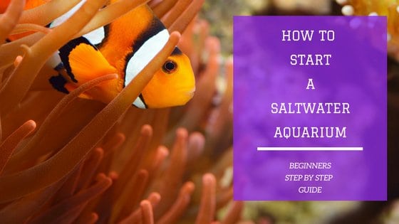 Starting a saltwater aquarium for beginners