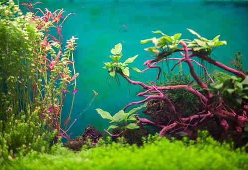 Freshwater planted aquarium with lush green plants showing gentle water movement