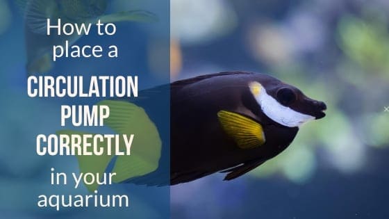 Aquarium circulation pump mounted inside a fish tank showing proper placement