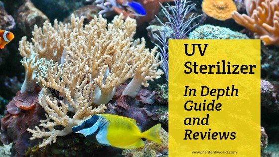Best UV sterilizers for aquariums