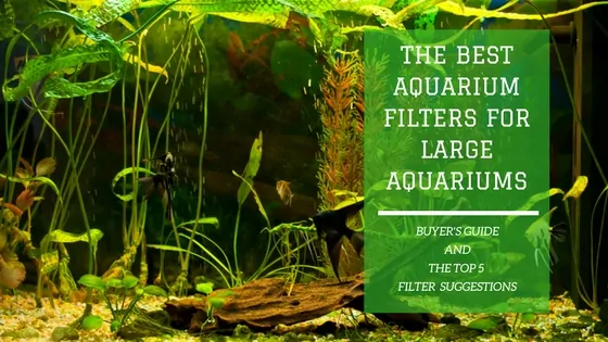 Canister filter installed on a large freshwater aquarium