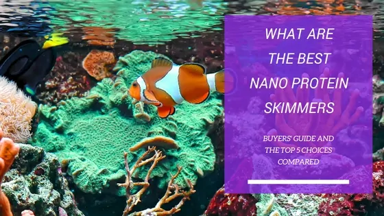 Nano protein skimmer installed in a small reef aquarium