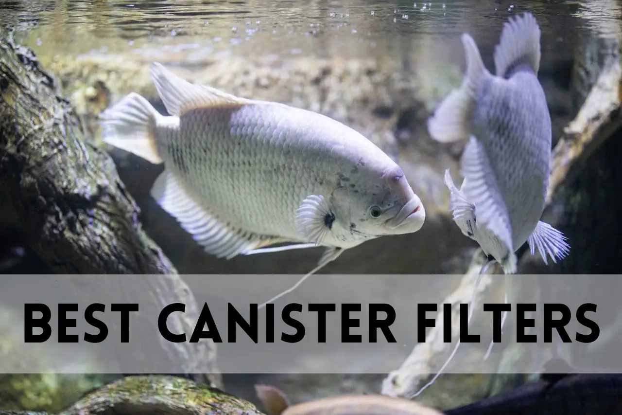 Best Canister Filters