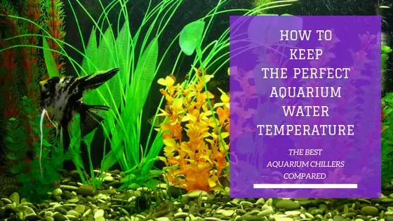 Best aquarium chillers for temperature control