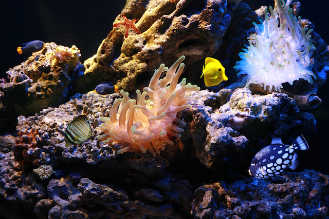 Tropical fish swimming in a heated freshwater aquarium
