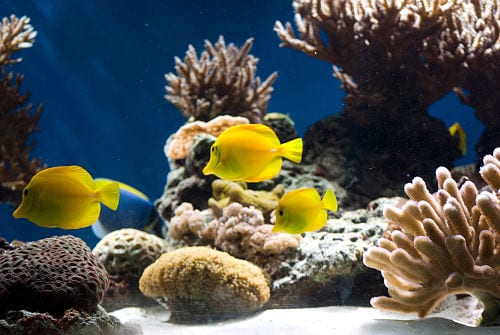 Reef aquarium with colorful corals and fish showing varied water flow patterns