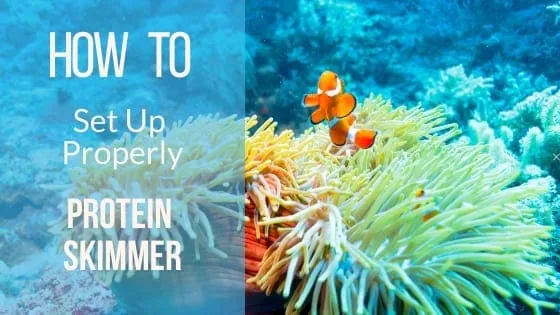 Protein skimmer setup for reef aquarium