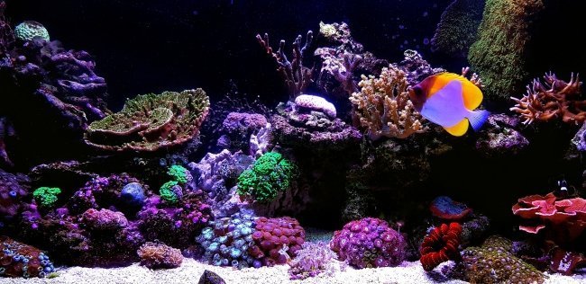 Rimless saltwater aquarium with live rock and reef fish