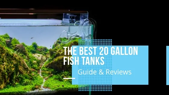 Best 20 Gallon Fish Tank Kit