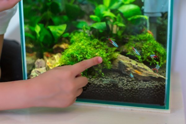 Small desktop aquarium with LED lighting on a desk