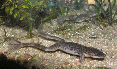 African dwarf frog swimming in aquarium water