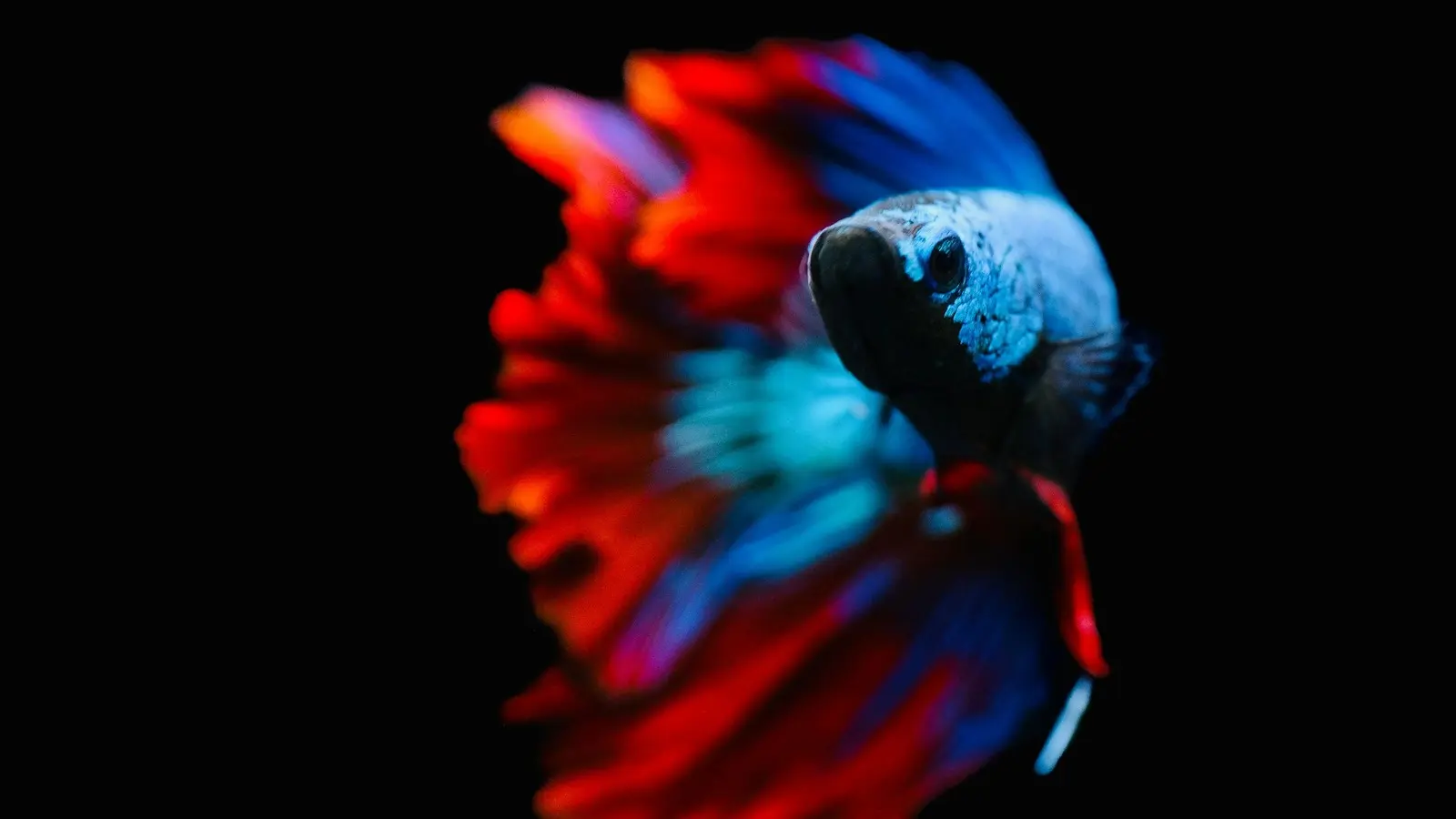 Colorful betta fish with flowing fins swimming against a dark background