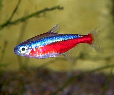 Cardinal tetra displaying vibrant red and blue coloration