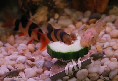 Clown pleco catfish attached to driftwood in an aquarium