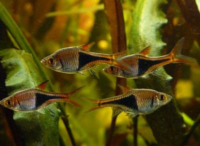 Harlequin rasbora fish with distinctive orange and black triangle marking