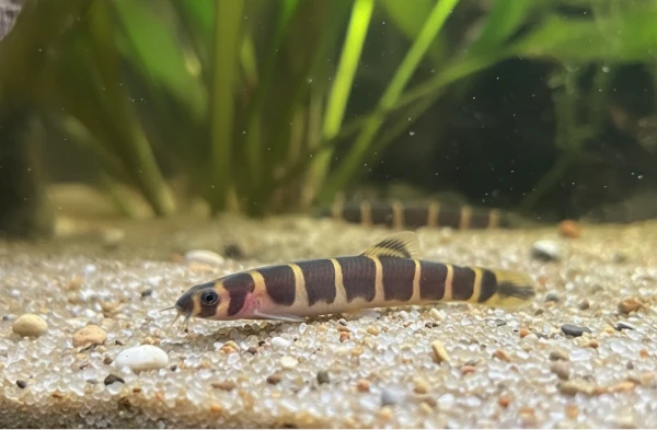 Kuhli loach with distinctive eel-like body and striped pattern