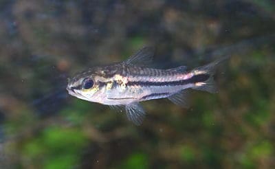 Pygmy corydoras catfish resting on sandy substrate