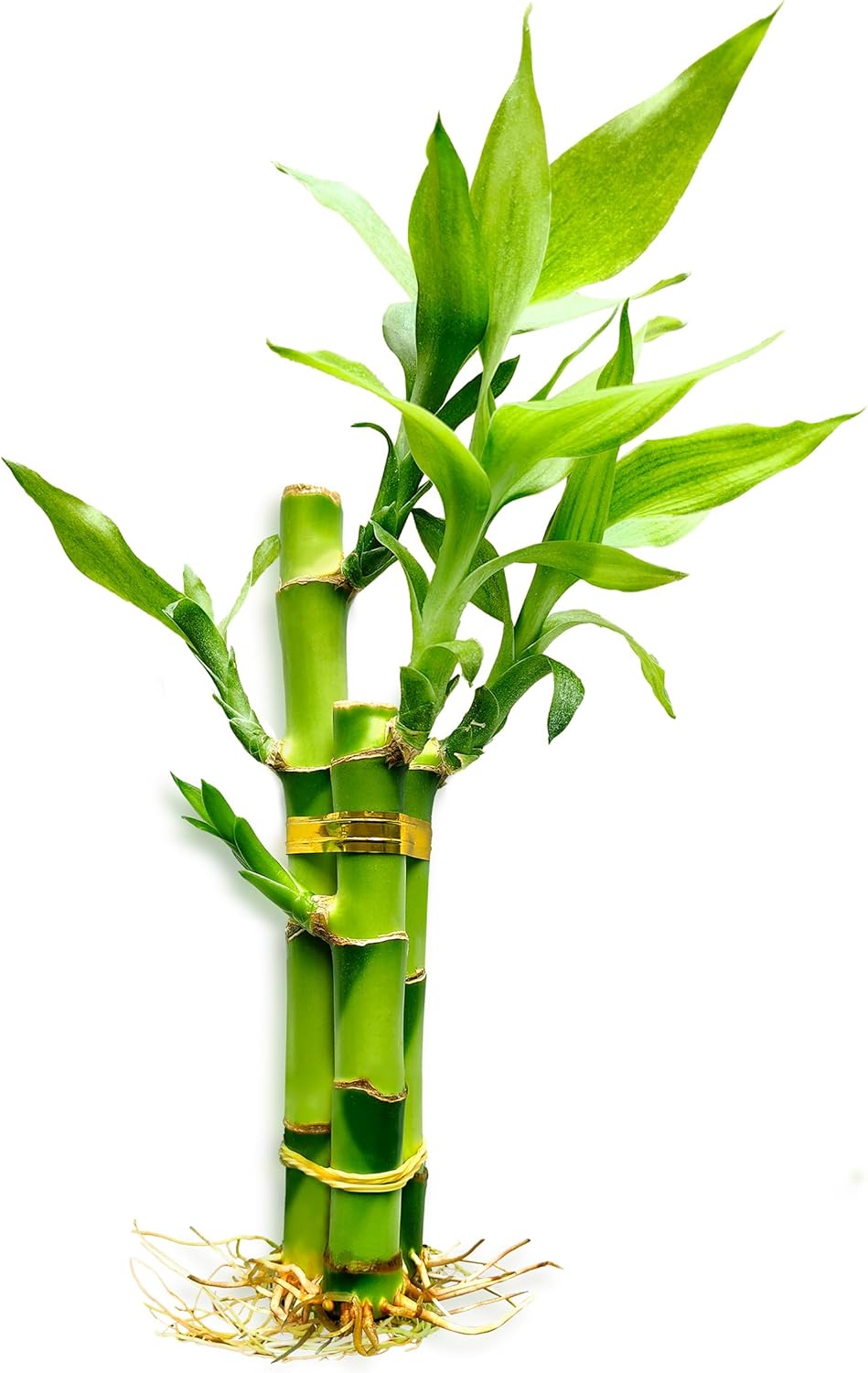 Lucky bamboo stalks growing in a betta fish tank