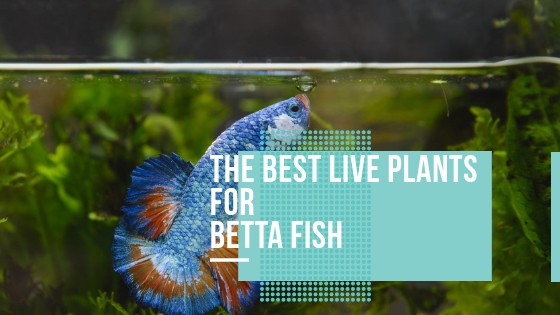 Betta fish swimming among live aquarium plants