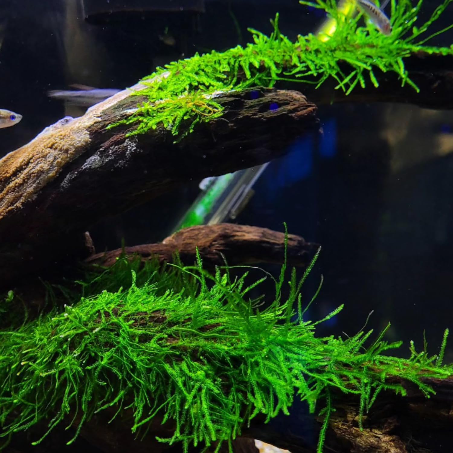 Java Moss growing on driftwood in aquarium