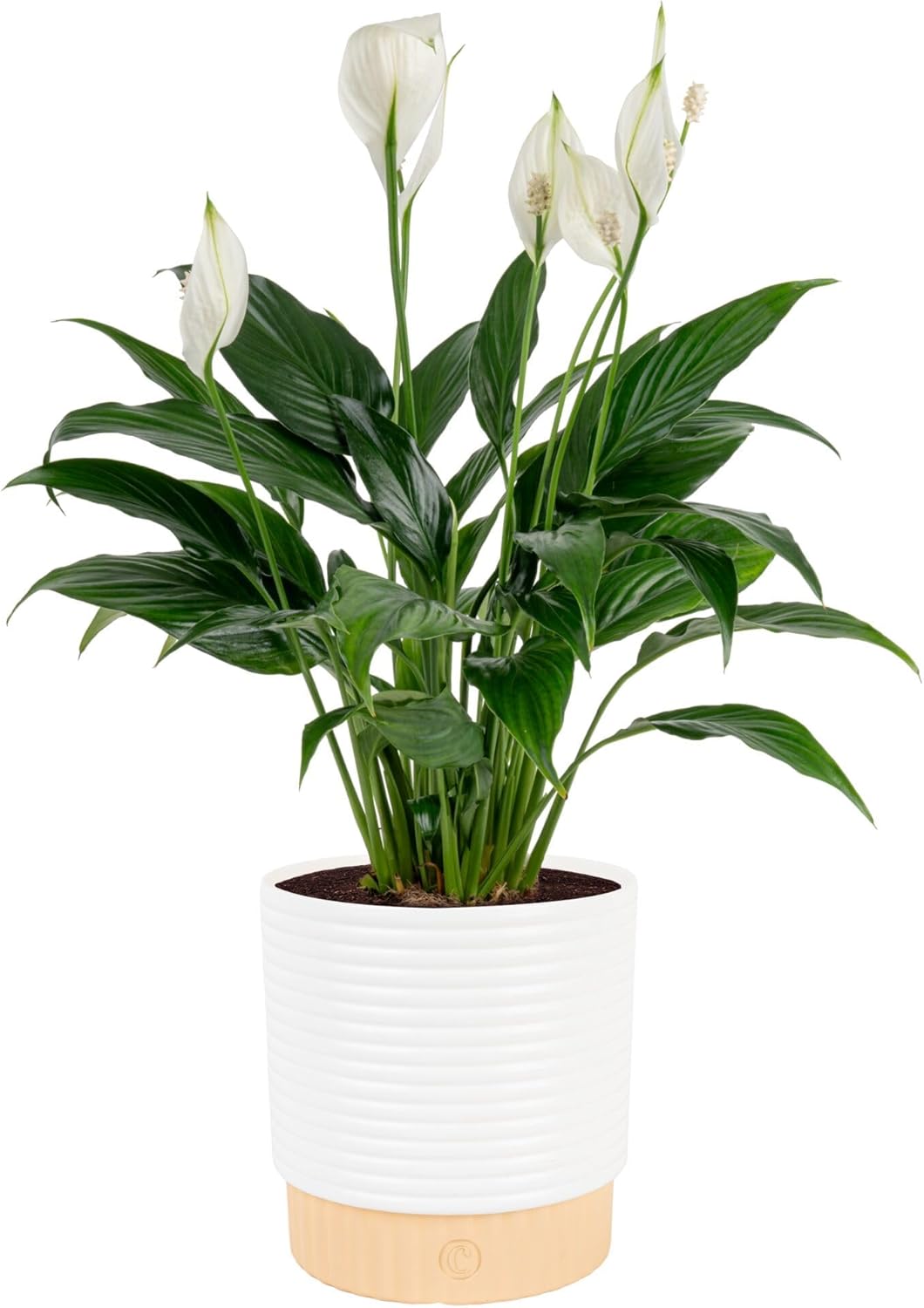 Peace lily growing with roots in betta tank water