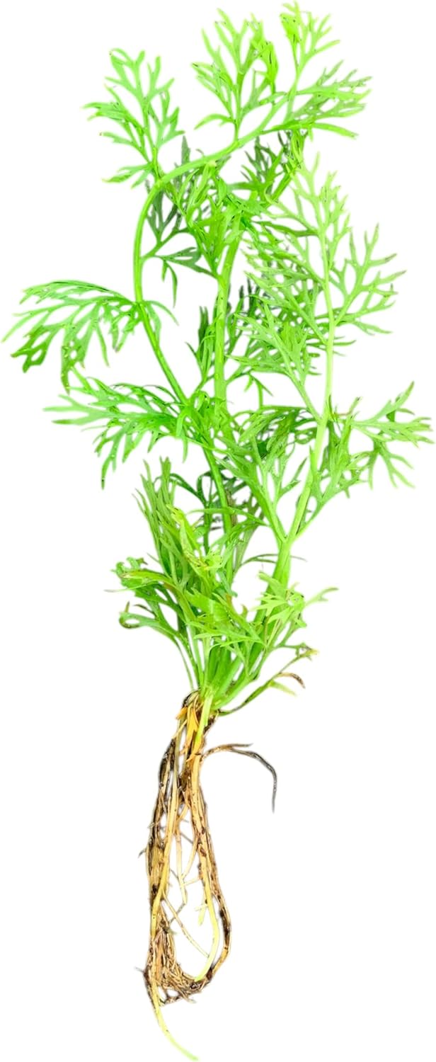 Water Sprite plant with feathery leaves in aquarium