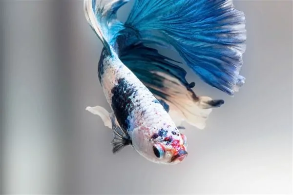 Betta fish in a clean aquarium with clear water