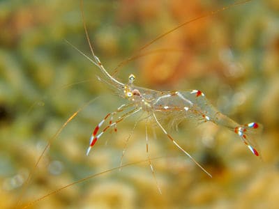 Transparent ghost shrimp foraging on aquarium substrate
