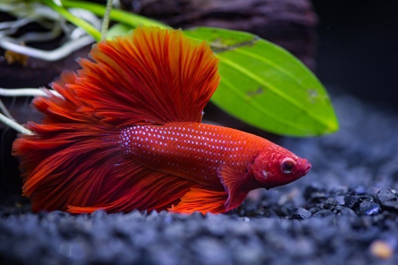 Betta fish in aquarium considering human food options