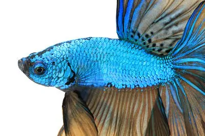 Proper betta fish food including pellets and frozen foods