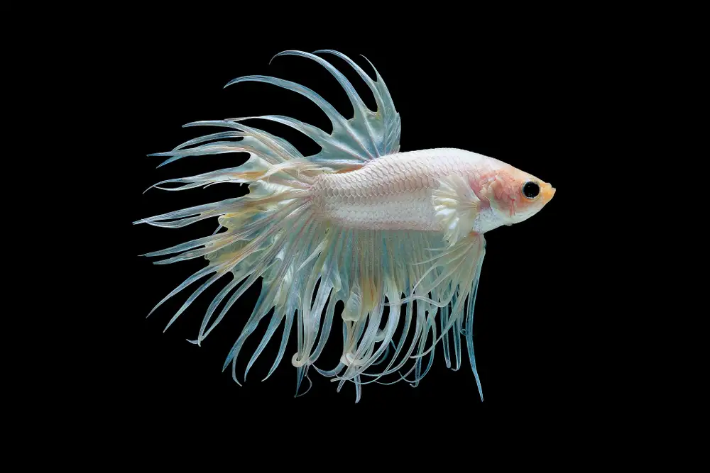 Crowntail betta fish with spiky extended fin rays